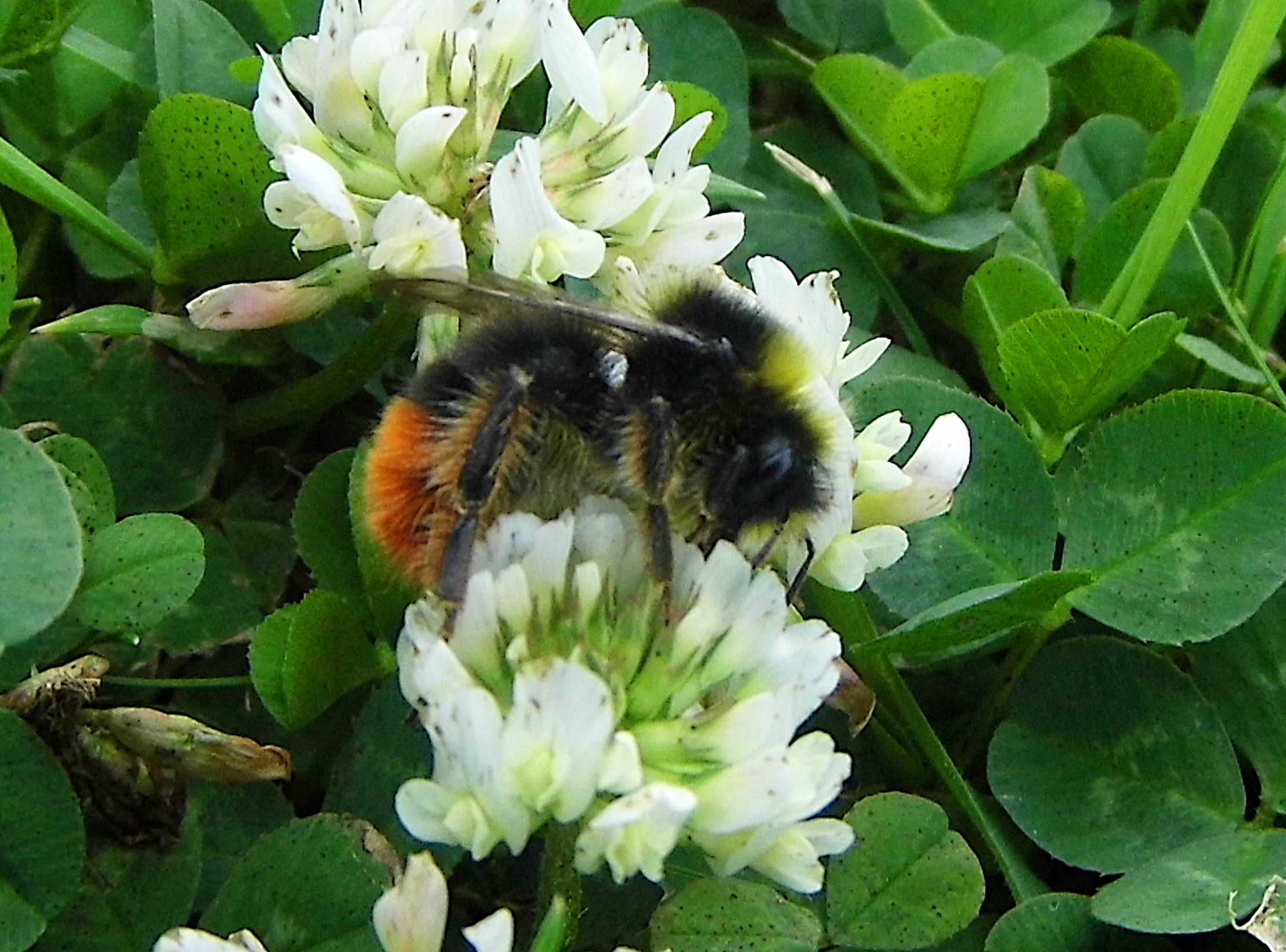 Bees – The Irish Naturalist