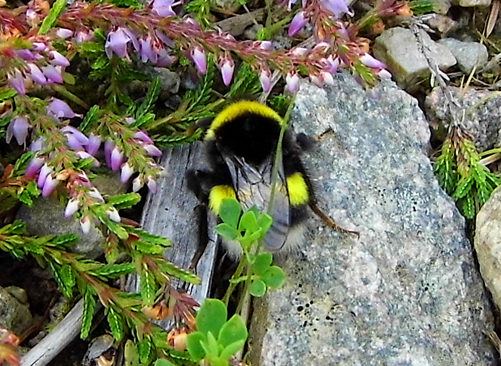 White-tailed Bumblebee Group (Bombus Lucorum Agg.) - The Irish Naturalist