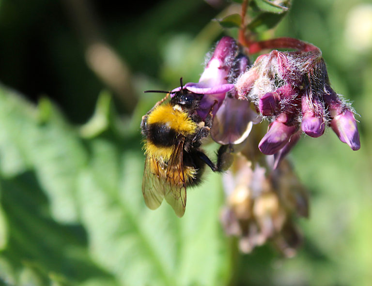 Garden Bumblebee (Bombus hortorum) – The Irish Naturalist