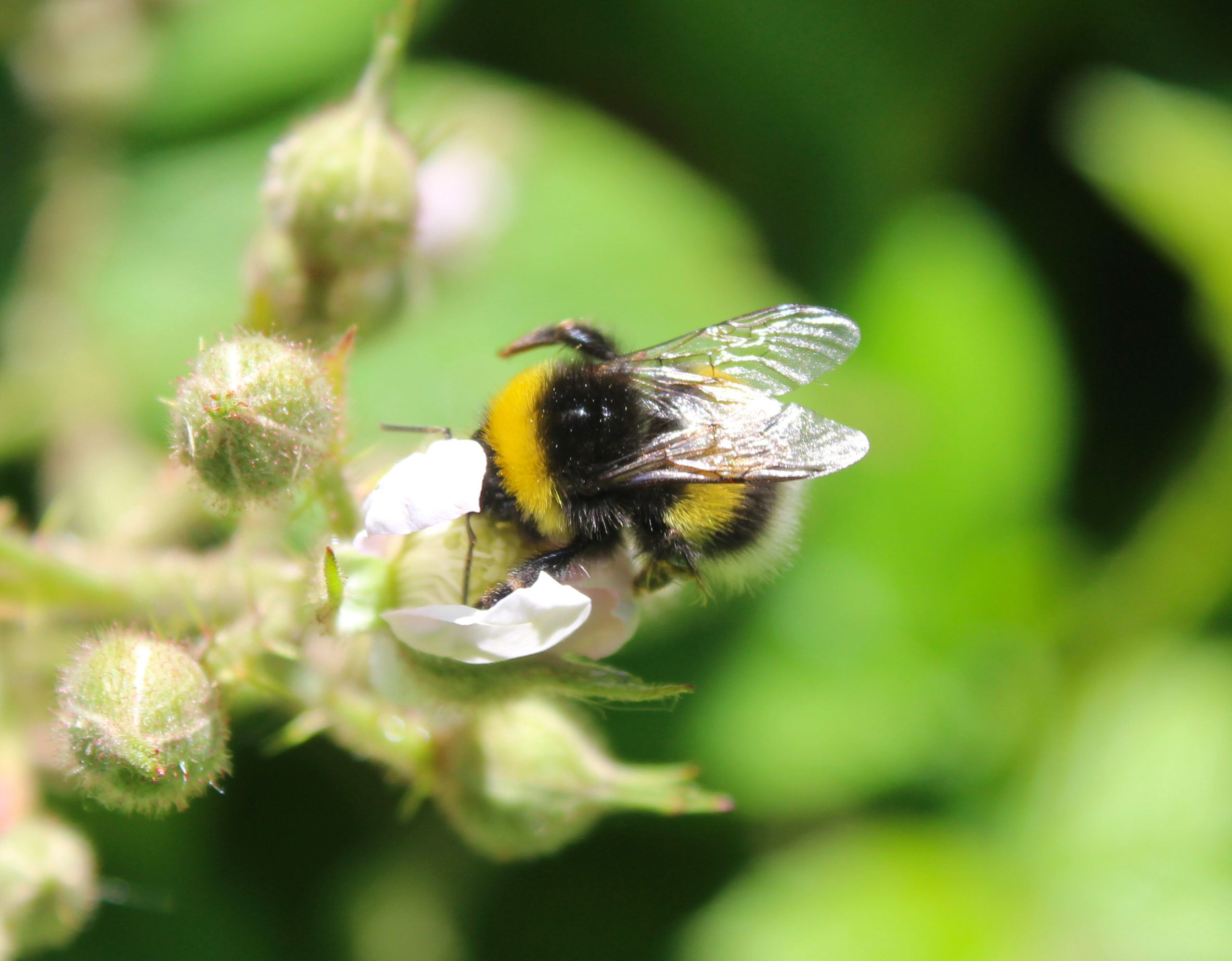 Bees – The Irish Naturalist