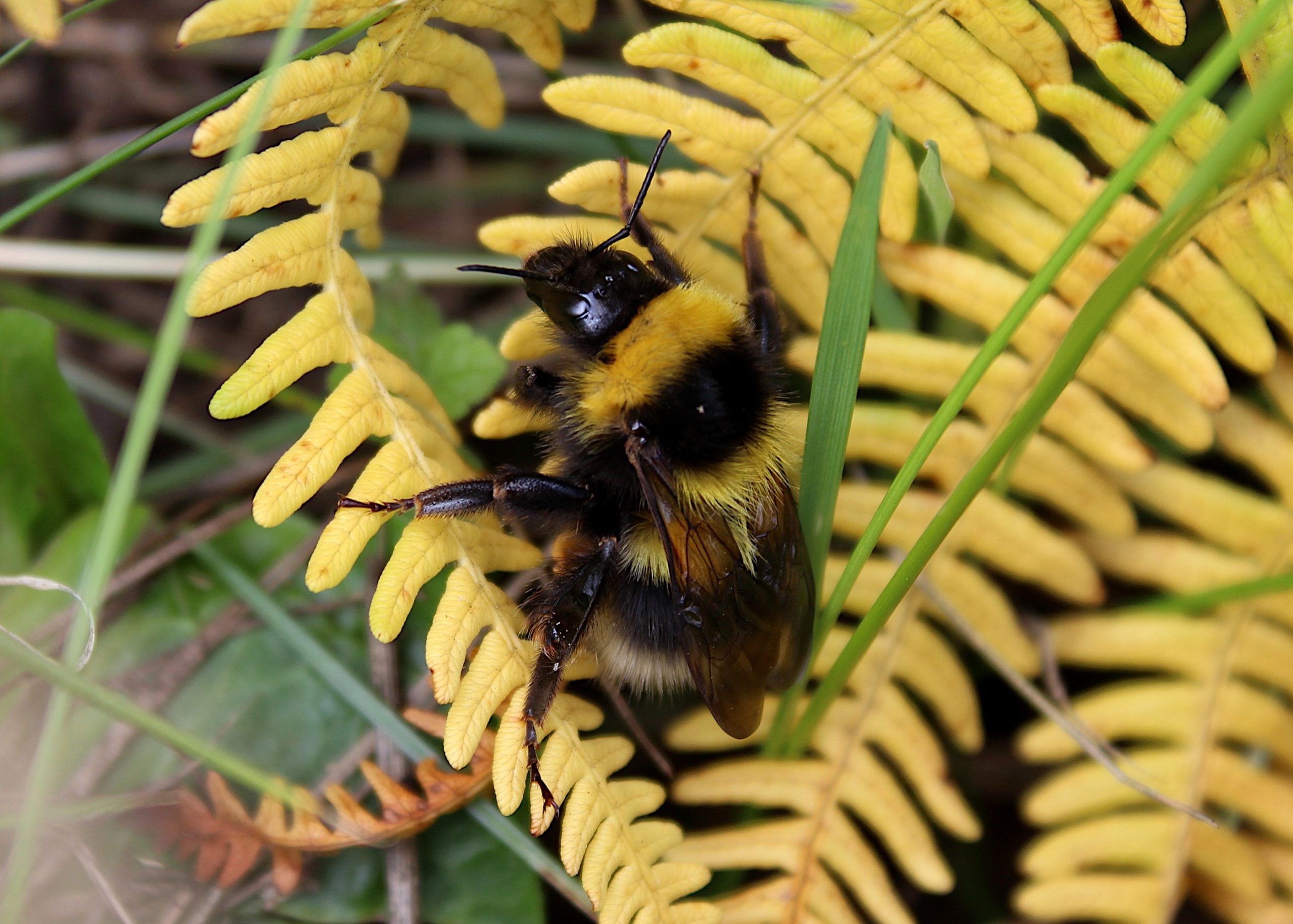 Garden Bumblebee (Bombus Hortorum) - The Irish Naturalist